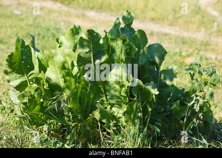 Cochlearia Armoracia, Meerrettich in wilder Natur Stockfoto