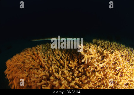 Unterwasserfoto von einem Trumpetfish (Aulostomus Maculatus) über eine Anella Alcyonacea (Weichkorallen) Korallen schwimmen Stockfoto