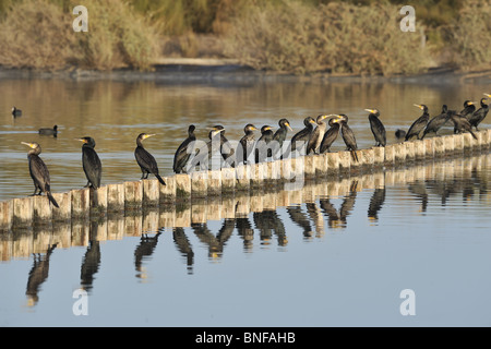 Kormoran (Phalacrocorax Carbo) - Herde ruht in einem Salz-Sumpf im Herbst - Algarve-Portugal Stockfoto