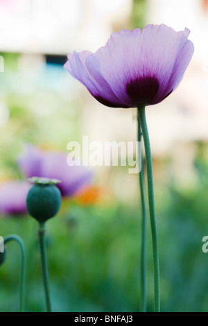 Schöne violette Mohnblumen auf einem ländlichen Gemüsegarten. Papaver Somniferum, Schlafmohn. Stockfoto