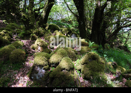 Flechten bedeckt Felsvorsprüngen Ty Canol Woods Nr. Newport Pembrokeshire Wales Cymru UK GB Stockfoto