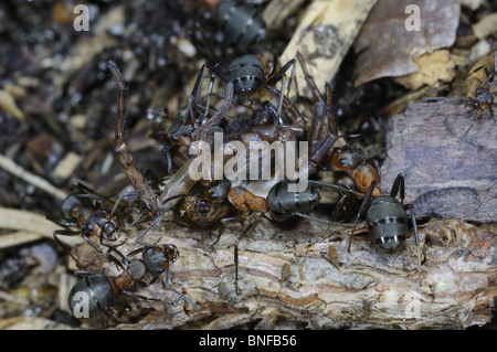 Südlichen Roten Waldameisen (Formica Rufa) Angriff auf eine Spinne auf den Ameisenhaufen Stockfoto