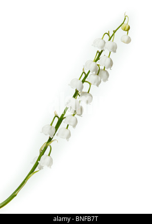 Convallariaarten Majalis, Maiglöckchen. Blumen im Studio vor einem weißen Hintergrund. Stockfoto