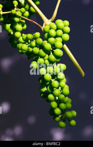 Vitis Vinifera, gemeinsame Grape Vine. Grüne Früchte. Stockfoto