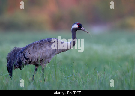 Gemeinsamen, europäischen oder eurasischer Kranich (Grus Grus). Saaremaa, Estland, Europa. Mai 2010 Stockfoto