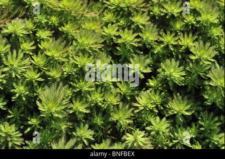 Papageienfeder-Wassermilchfolie (Myriophyllum brasiliensis - Myriophyllum aquaticum) im Teich in Belgien Stockfoto