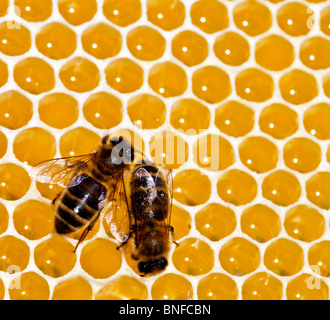Zwei dunkle englischen Bienen auf einer Wabe Honig machen Stockfoto