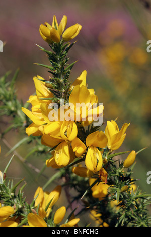 Westlicher Stechginster (Ulex Gallii: Fabaceae) auf Moorland, UK. Stockfoto