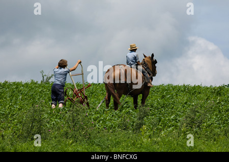 Barfuß amischen jungen, Brüder, 12 und 16, zwischen den Reihen der Kultivierung füttern Mais, Nelliston, New York, Mohawk Valley Stockfoto