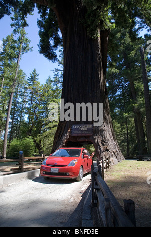 Ein Auto fährt durch die Chandler-Baum, einen riesigen Redwood-Baum in der Nähe von Avenue Of The Giants in Nordkalifornien Stockfoto