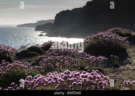 Secondhand-Blumen auf den Klippen in der Nähe von Kimmeridge auf dem South West Coast Path, Dorset, UK. Stockfoto