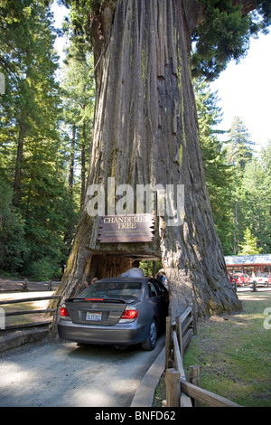 Ein Auto fährt durch die Chandler-Baum, einen riesigen Redwood-Baum in der Nähe von Avenue Of The Giants in Nordkalifornien Stockfoto