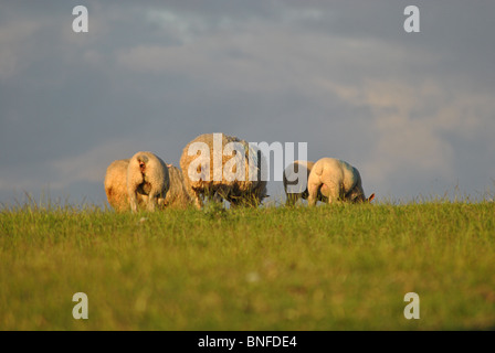 Schafe in einem Feld an einem stürmischen Abend, Marshwood Vale, Dorset, England Stockfoto