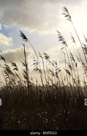 Silhouette Schilf im Wind mit warmen hellen Sonnenlicht und wolkenlos hinter. Stockfoto