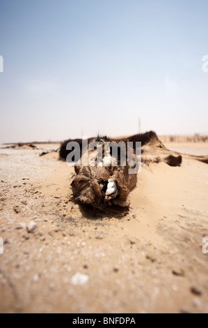 Arabische Kamele Dromedar (camelus dromedarius) in der Wüste Sand der Vereinigten Arabischen Emirate Stockfoto