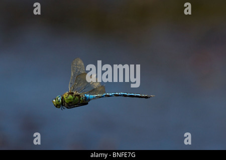 Kaiser-Libelle (Anax Imperator) im Flug. Stockfoto