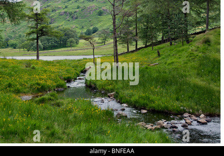 Brook feeding into Blea Tarn Lake District Cumbria England Stockfoto