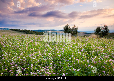 Bereich der Wildblumen bei Sonnenuntergang in der Nähe von Pienza, Toskana Italien Stockfoto