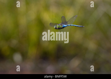 Kaiser-Libelle (Anax Imperator) im Flug. Dorset, UK. Stockfoto