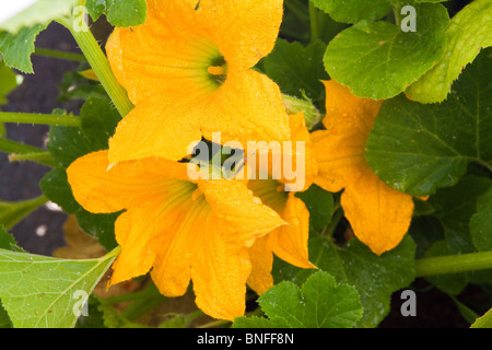 Kürbisblüten im Garten Stockfoto