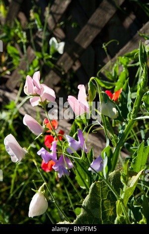 Süße Erbsen wachsen auf einem Holzzaun Stockfoto