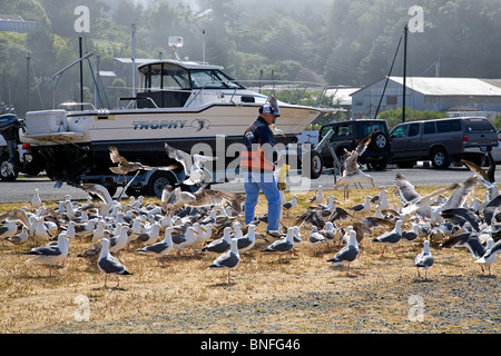 Ein Mann Fütterung Möwen am Hafen in Brookings, Oregon, an der Pazifikküste von Oregon Stockfoto