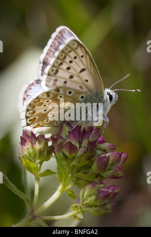 Männliche Chalkhill blaue Schmetterling (Polyommatus Coridon) auf Majoran Blumen. Stockfoto