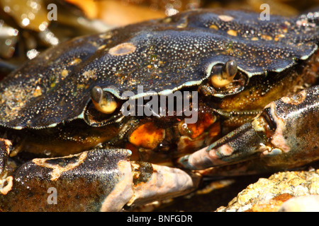 Nahaufnahme einer gemeinsamen Ufer Krabbe Carcinus maenas Stockfoto