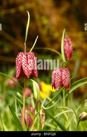 Schlangen Kopf Fritillary Blüte Fritillaria meleagris Stockfoto