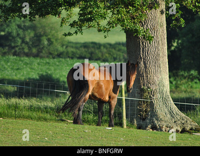 Eine Bucht welsh Cob unter einer Eiche, in einem Feld in der Marshwood Vale, Dorset, England Stockfoto