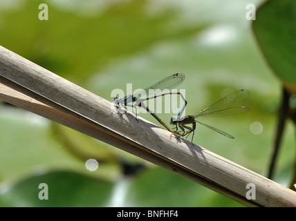 Paarende Libellen, England Stockfoto