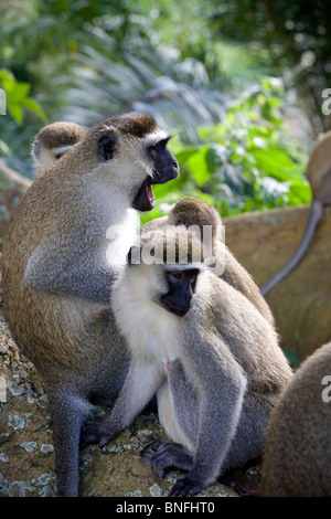 Vervet Affen in Entebbe, Uganda, Ostafrika Stockfoto