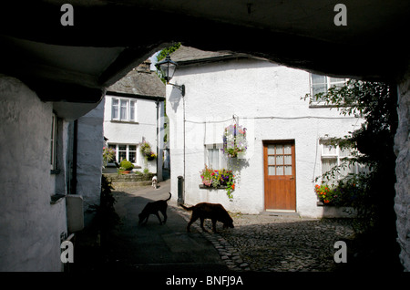 Drei Hunde in der Spur durch Torbogen Hawkshead Seenplatte Cumbria England Stockfoto