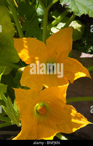 Kürbisblüten im Garten Stockfoto