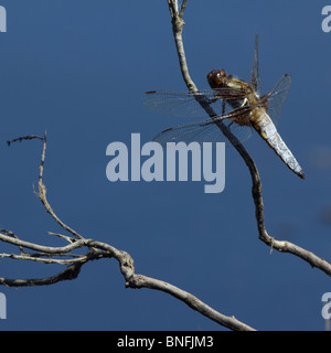 Breit-bodied Chaser Libelle (Libellula Depressa) über einen Teich thront. Stockfoto