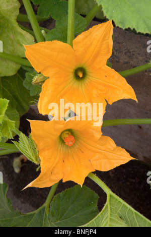 Kürbisblüten im Garten Stockfoto