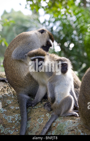 Vervet Affen in Entebbe, Uganda, Ostafrika Stockfoto