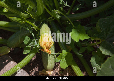 Graue Kürbis im Garten wächst Stockfoto