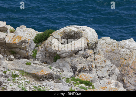 Versteinerten Überreste eines Baumes stumpf in der Nähe von Lulworth, Dorset. Stockfoto