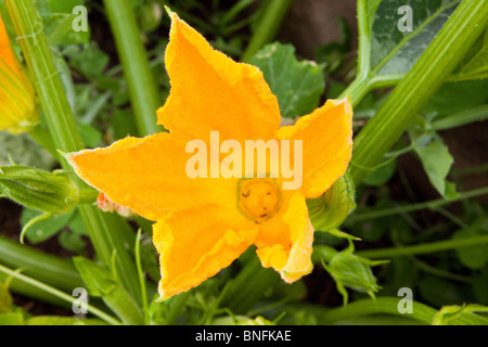 Kürbisblüten im Garten Stockfoto