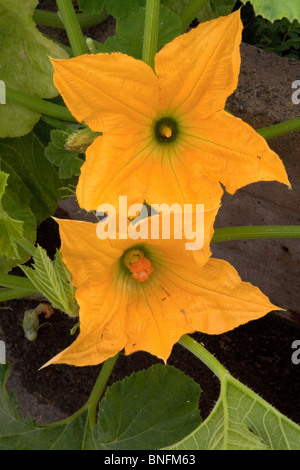 Kürbisblüten im Garten Stockfoto