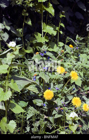 Löwenzahn und grüne Alkanet in Blüte im Frühjahr, an der Seite eines Titels Alderley Edge Cheshire England Stockfoto