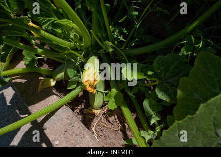 Graue Kürbis im Garten wächst Stockfoto