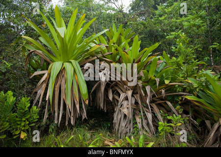 RIESIGEN TANK BROMELIEN (Brocchinia Micrantha) Kaieteur Nationalpark, Guyana Stockfoto