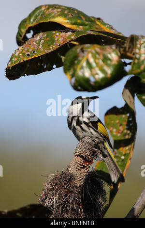 Weiße-cheeked Honigfresser (Phylidonyris Niger) sitzt in einem Busch auf Fraser Island, Queensland, Australien. Stockfoto