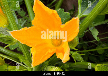 Kürbisblüten im Garten Stockfoto