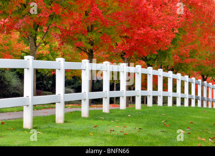 Von Bäumen gesäumten Laufwerk mit Herbstfarben und Zaun. Tualatin, Oregon Stockfoto