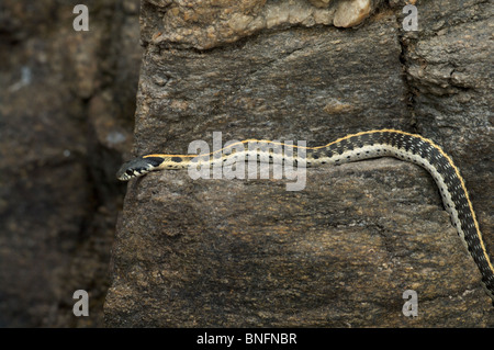 Westlichen Schwarzhals-Gartersnake (Thamnophis Cyrtopsis Cyrtopsis) thront auf einer Felswand in Sabino Canyon, Tucson, Arizona. Stockfoto