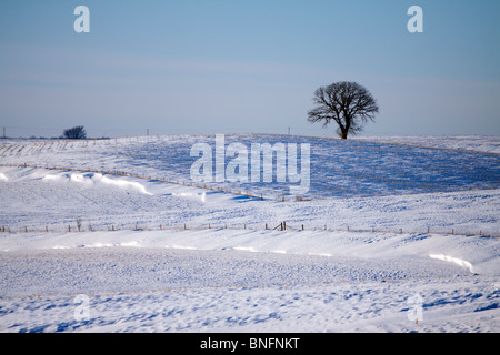 Ein einsamer Baum zeichnet sich am Horizont eine Schneelandschaft. Stockfoto