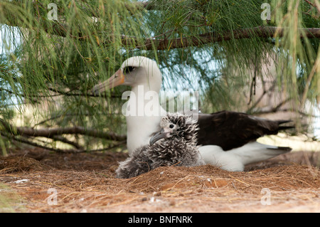 Laysan Albatros Mutter und Küken auf dem Nest, Kilauea National Wildlife Refuge, Kauai, Hawaii, USA Stockfoto